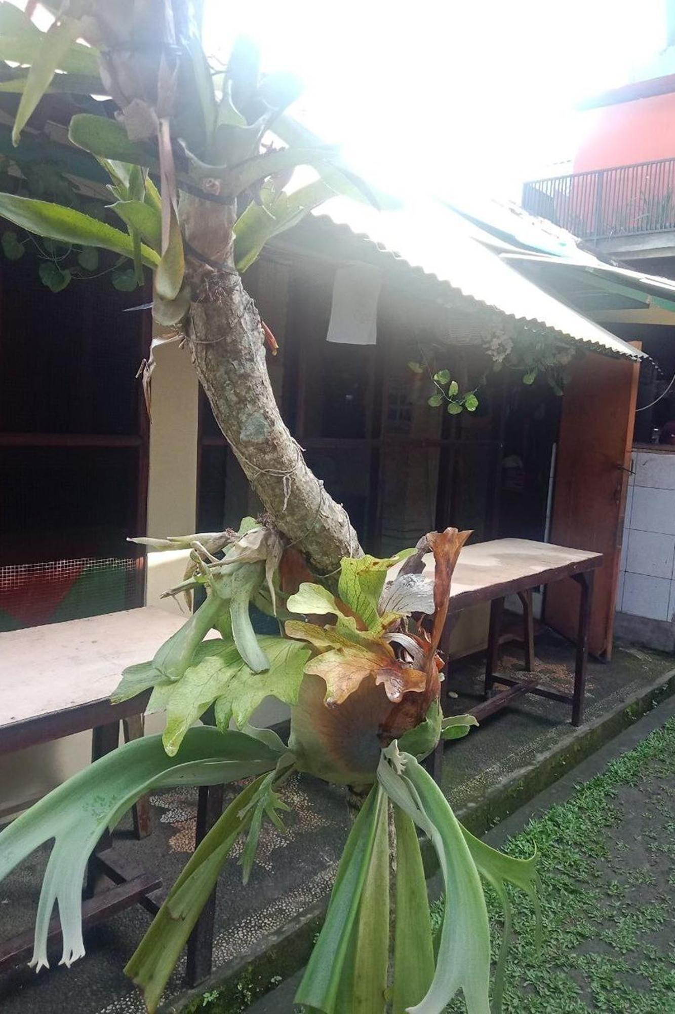 Downtown Monkey Forest Hostel Ubud Zewnętrze zdjęcie